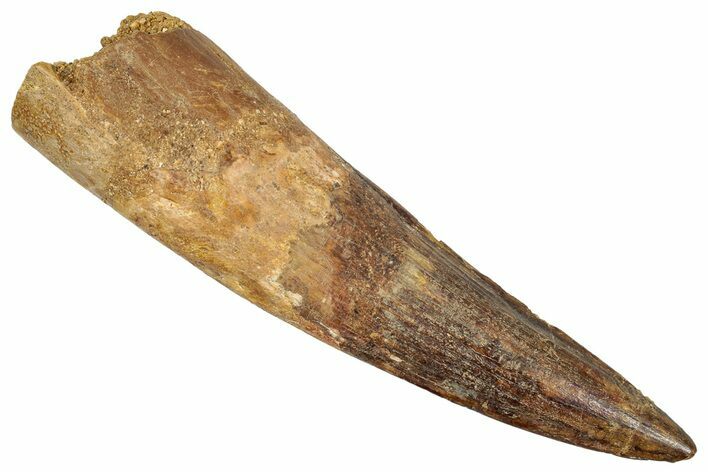Bargain, Real Fossil Spinosaurus Tooth - Composite Tooth #351620